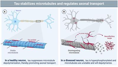 Recent insights from non-mammalian models of brain injuries: an emerging literature